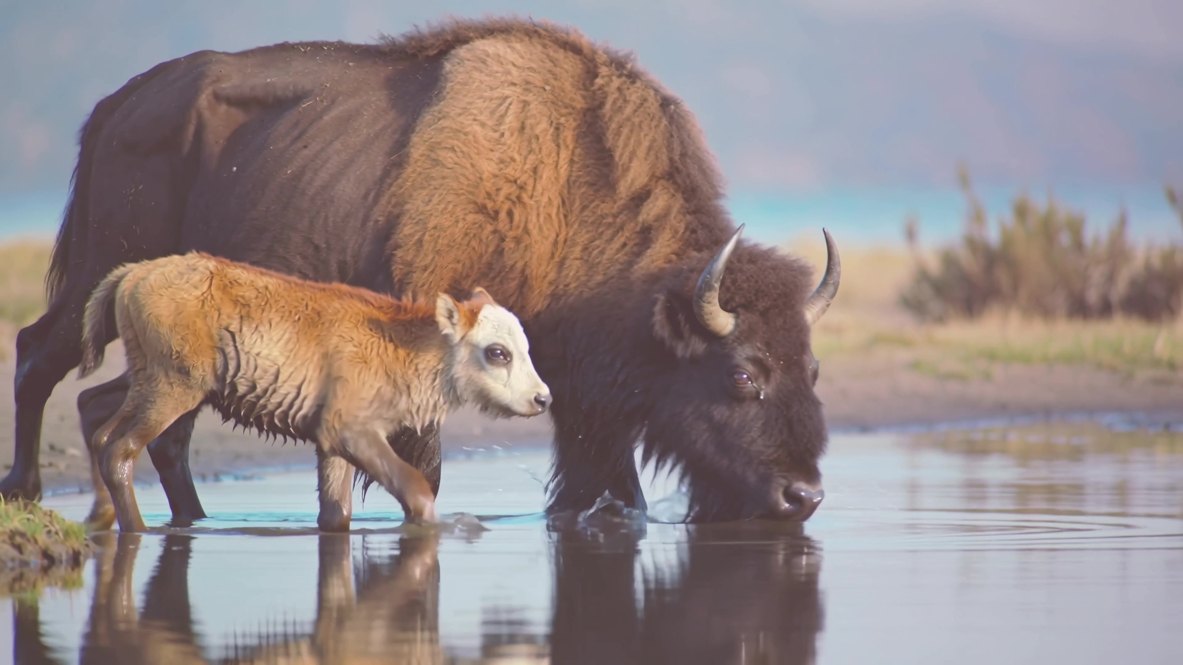 Bison and calf walk through shallow water in a natural setting at midday