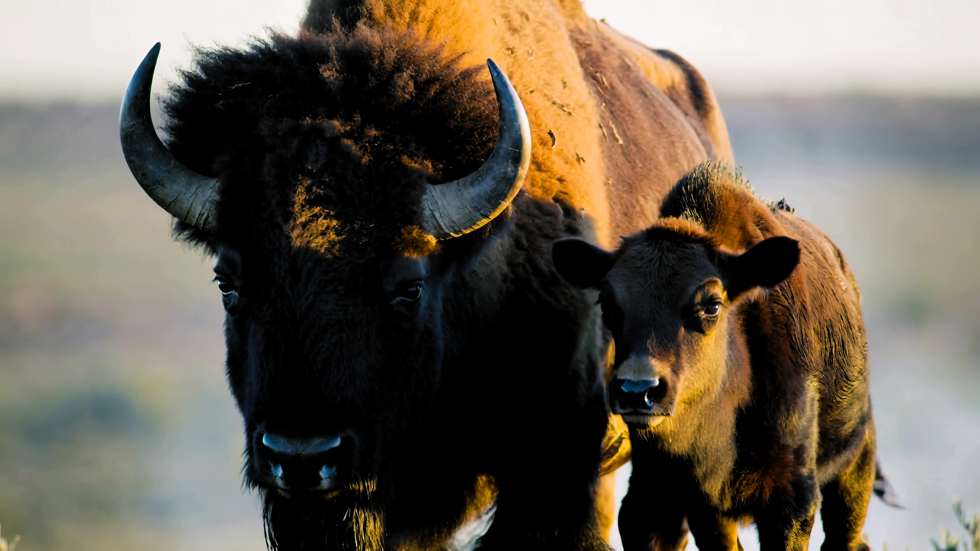 Bison mother and calf walking in the grassland during early morning light in North America