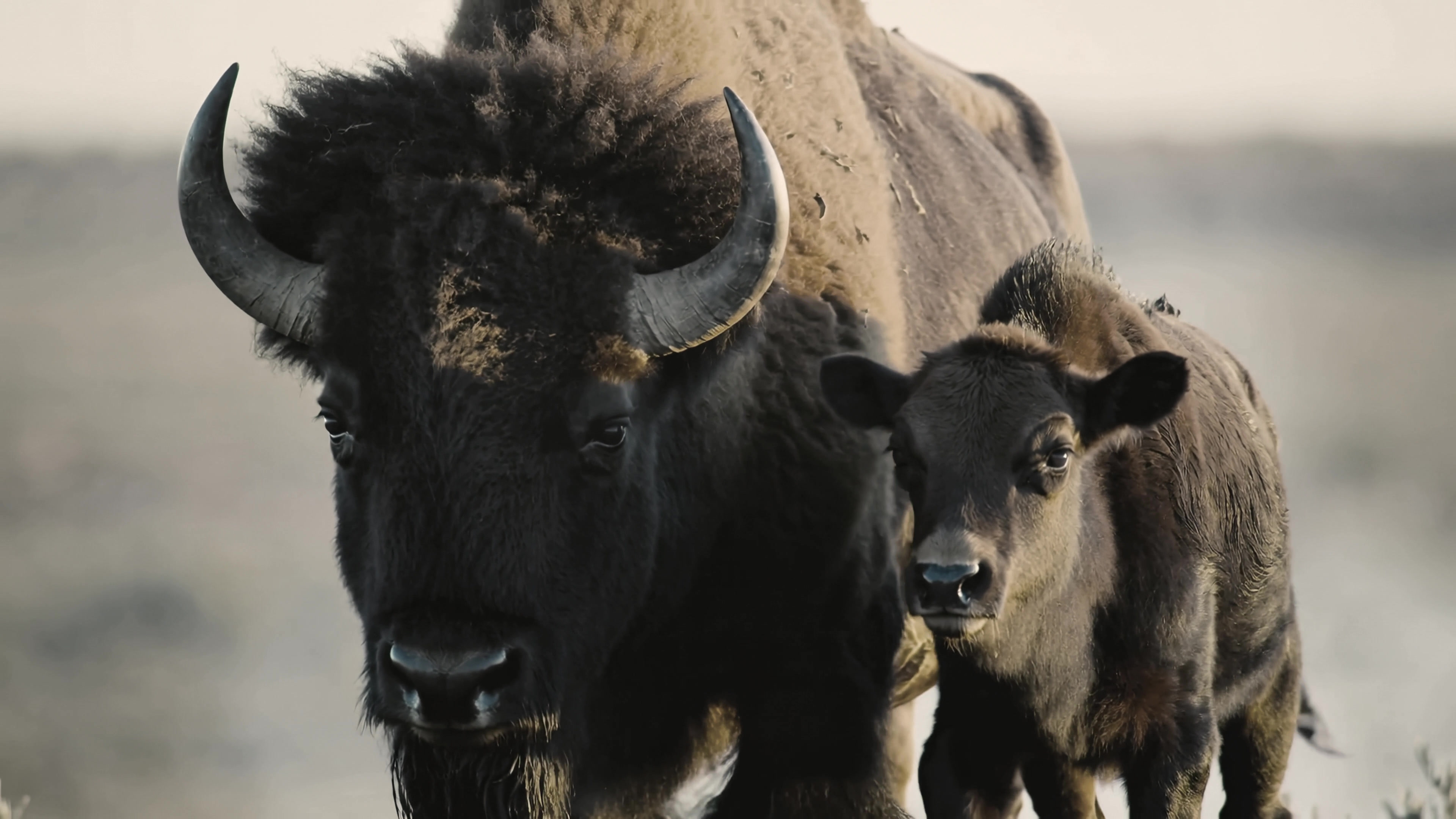 Bison and calf walking together in open field at sunset near a wildlife reserve