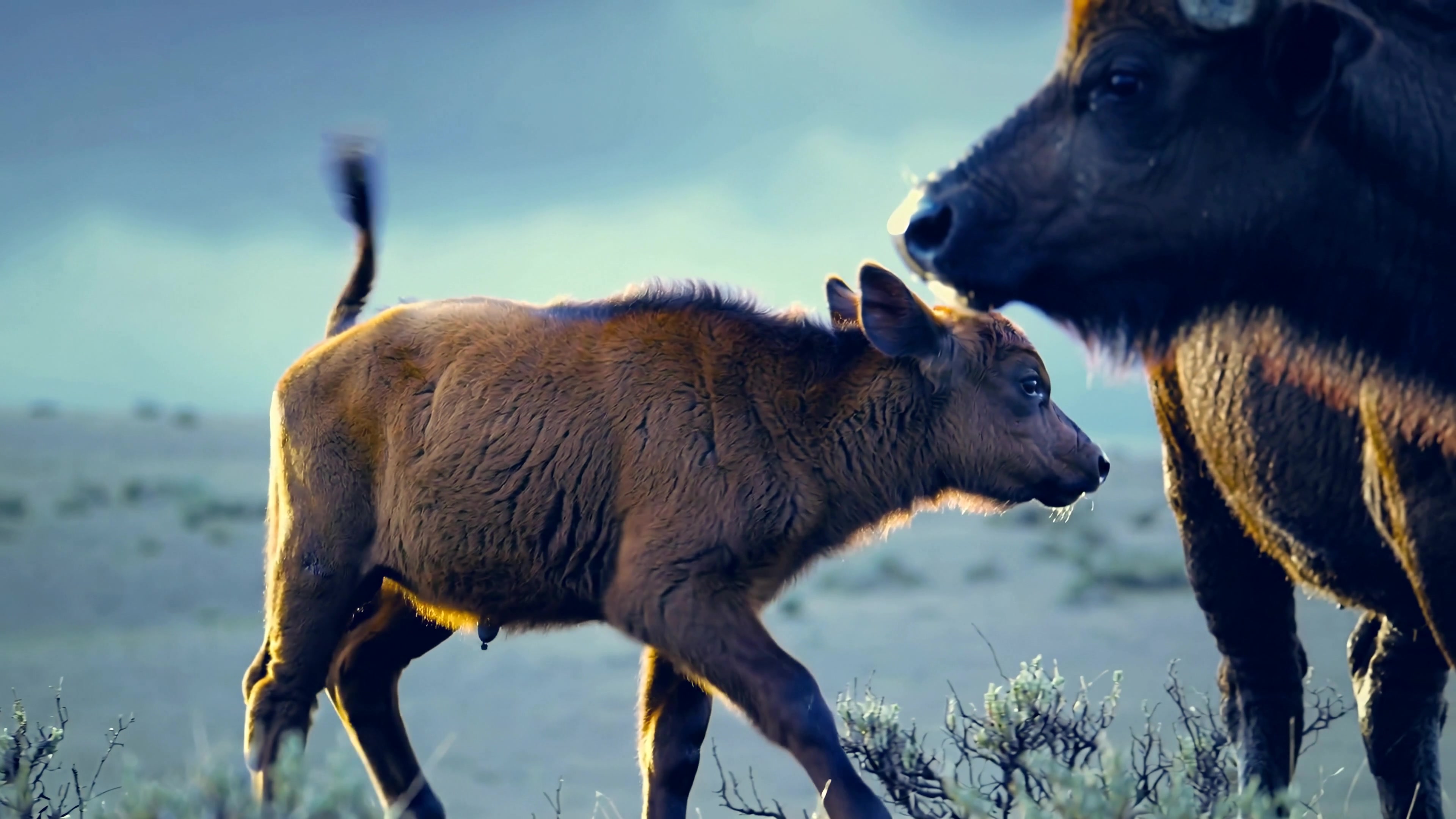 Baby buffalo walks beside adult buffalo in a natural setting at dusk in a western landscape