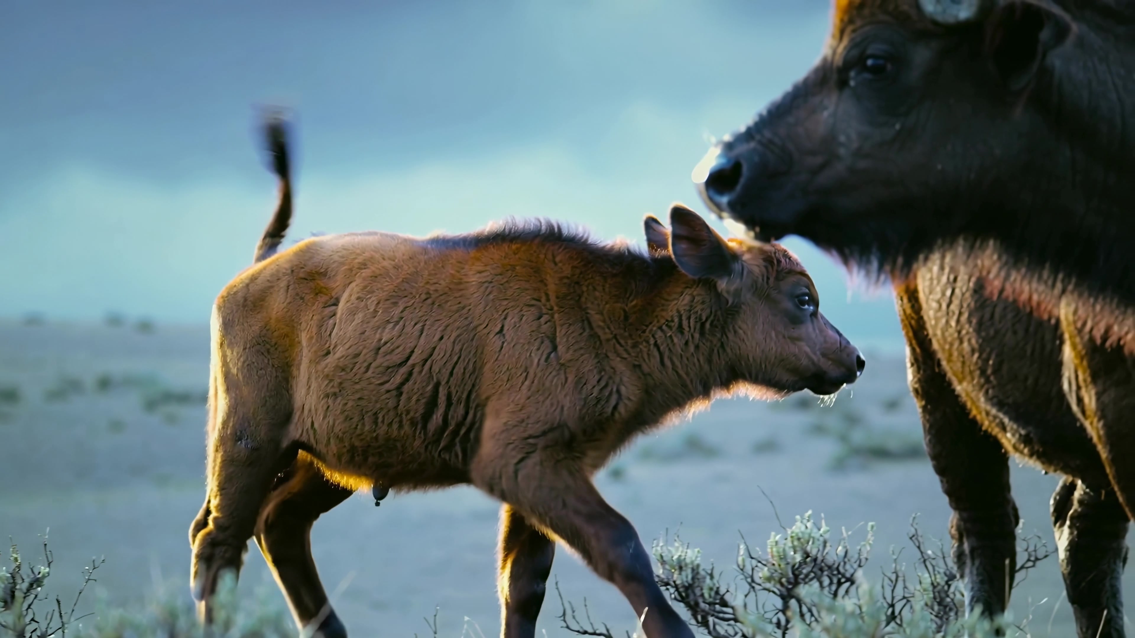 Young bison walks next to adult bison in the plains during cloudy weather in North America