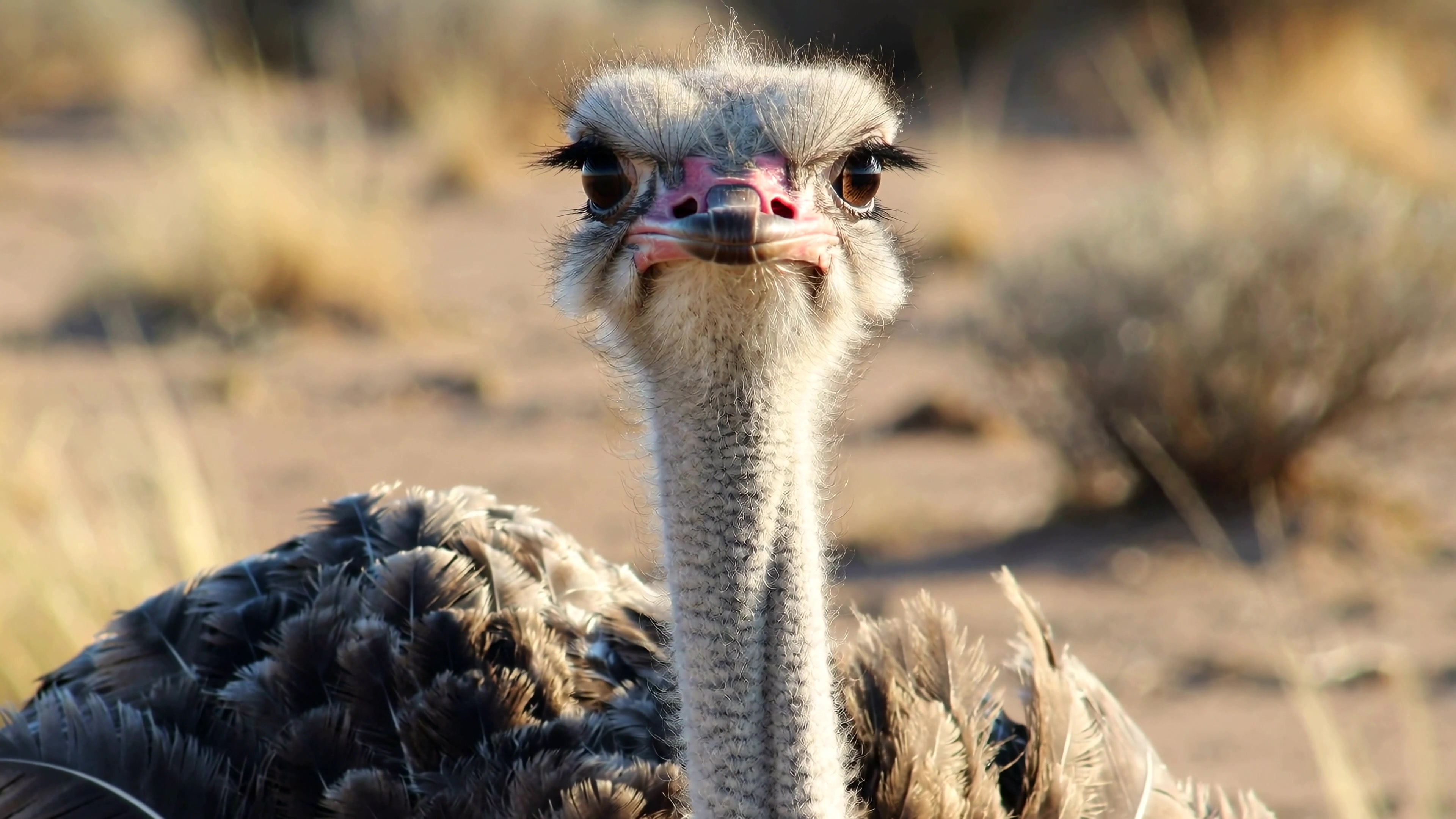 Large bird stands in sandy area with dry grass and bushes during bright sunny day in the wild