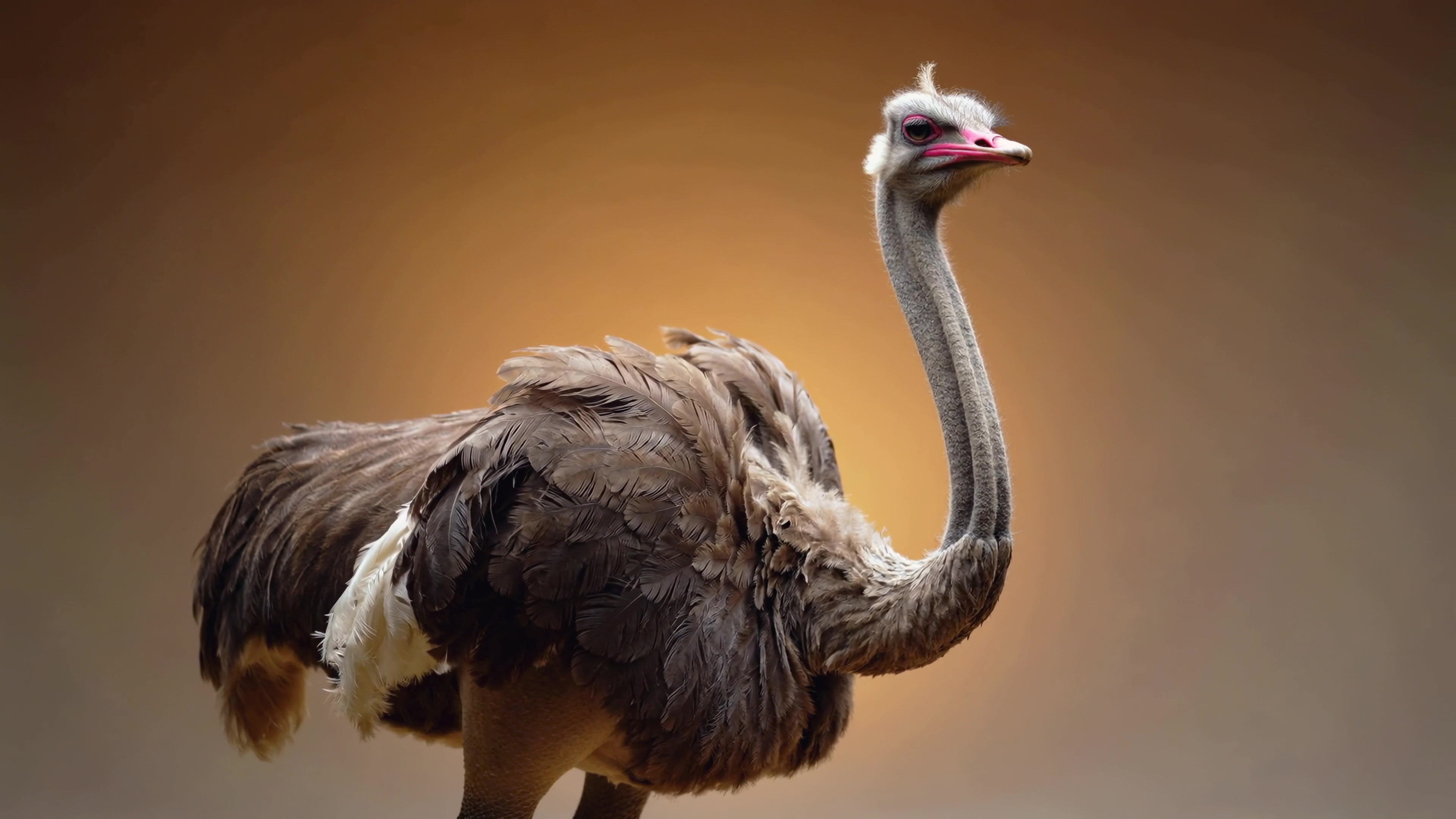 Ostrich stands in a well-lit studio against a soft gradient background showcasing its unique features and colors