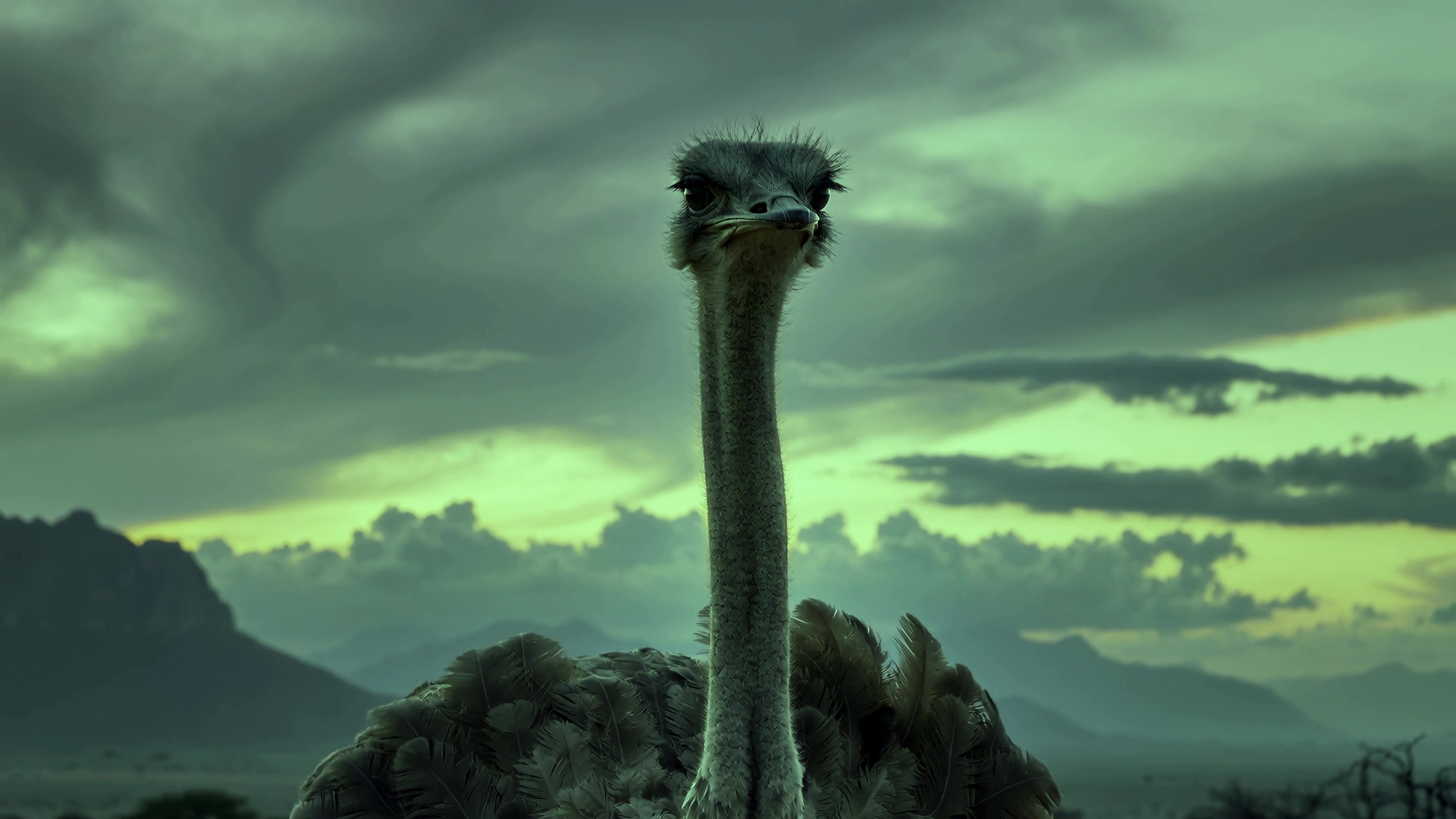 Ostrich stands tall against a cloudy sky in a natural setting during the evening light