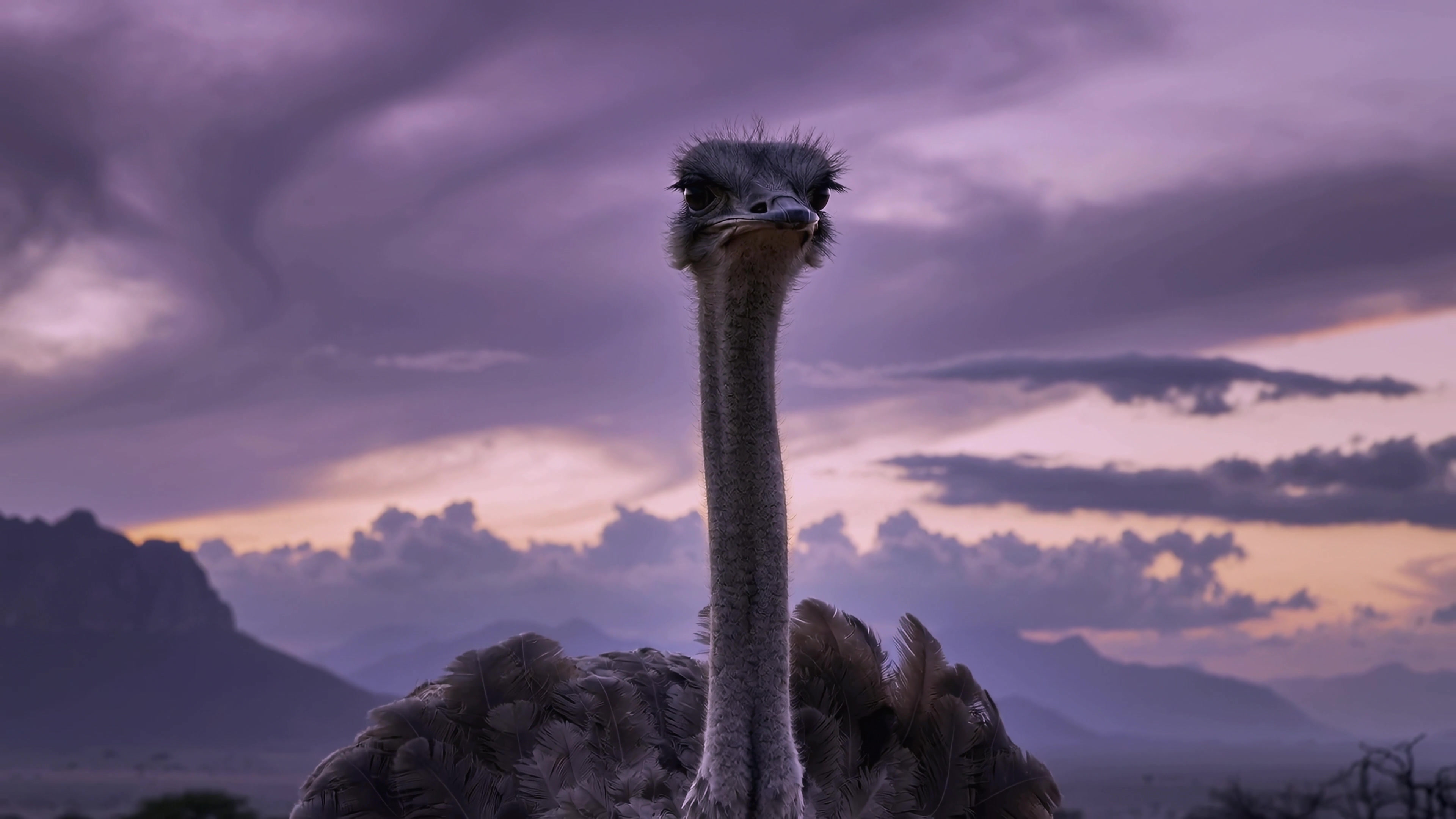 Ostrich stands tall against a colorful sky during the evening in a natural setting