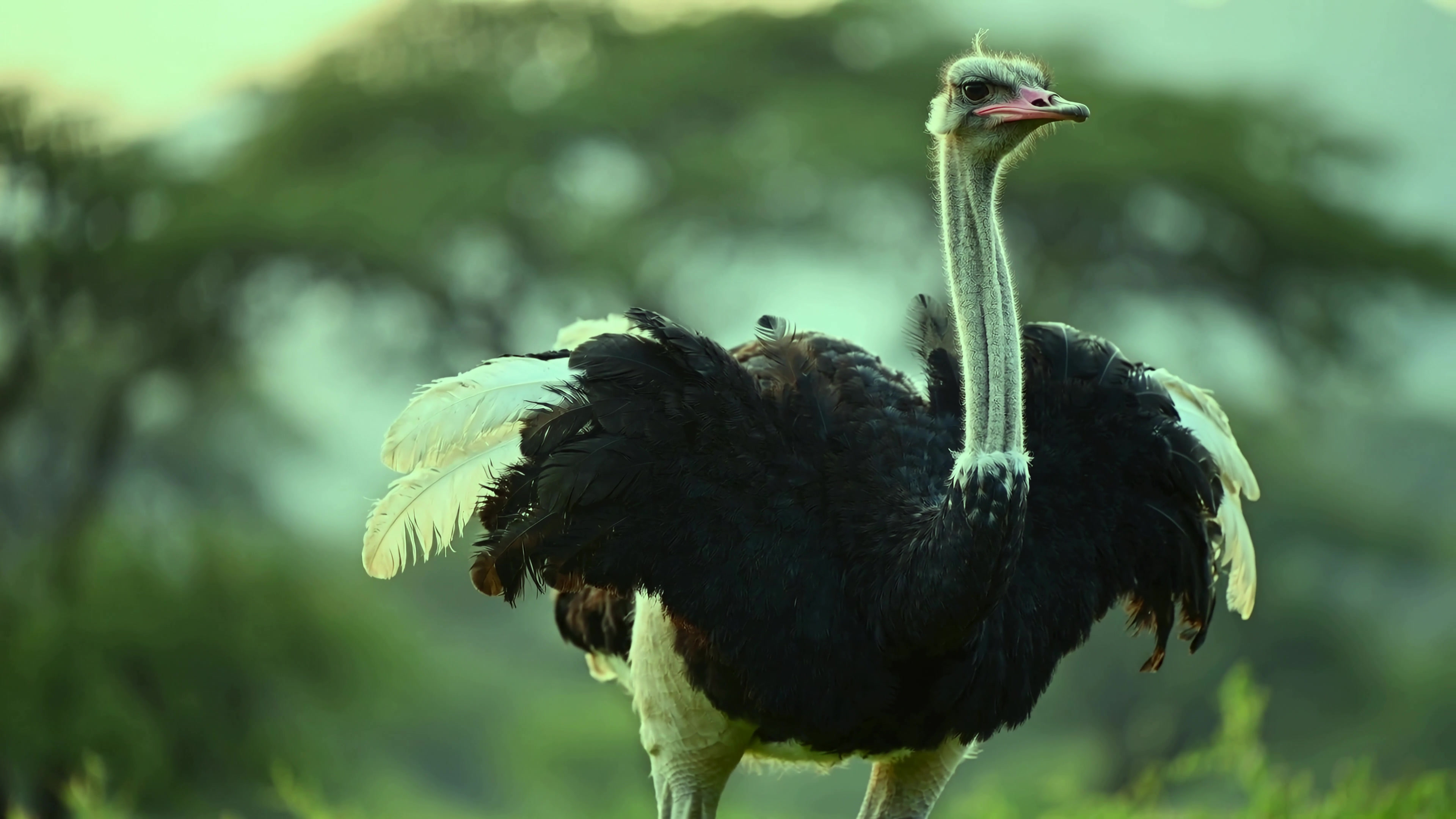 Ostrich standing in a green field during the afternoon with trees in the background