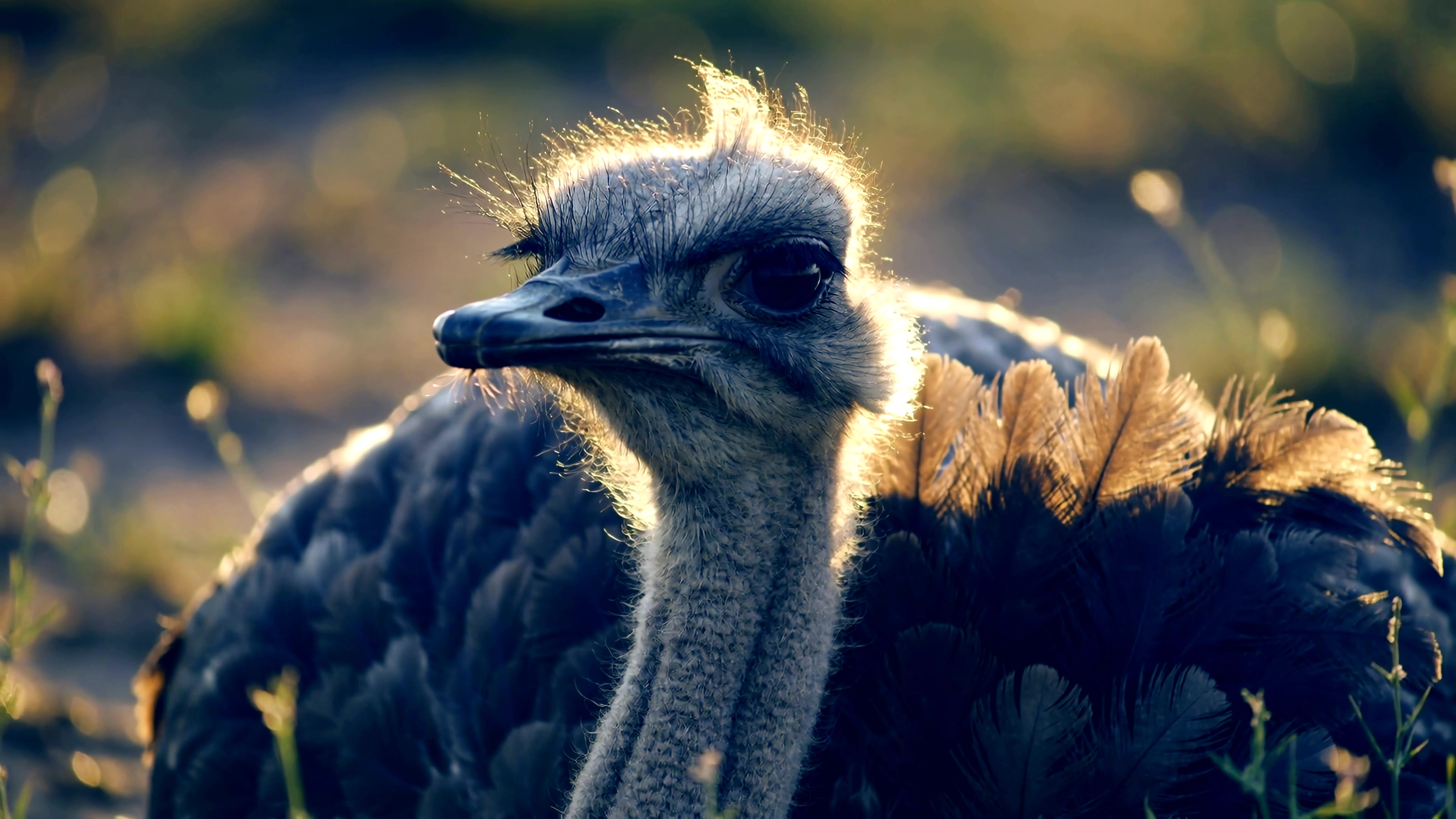 Ostrich stands in the sunlight in a field, showing unique features and behaviors during the day