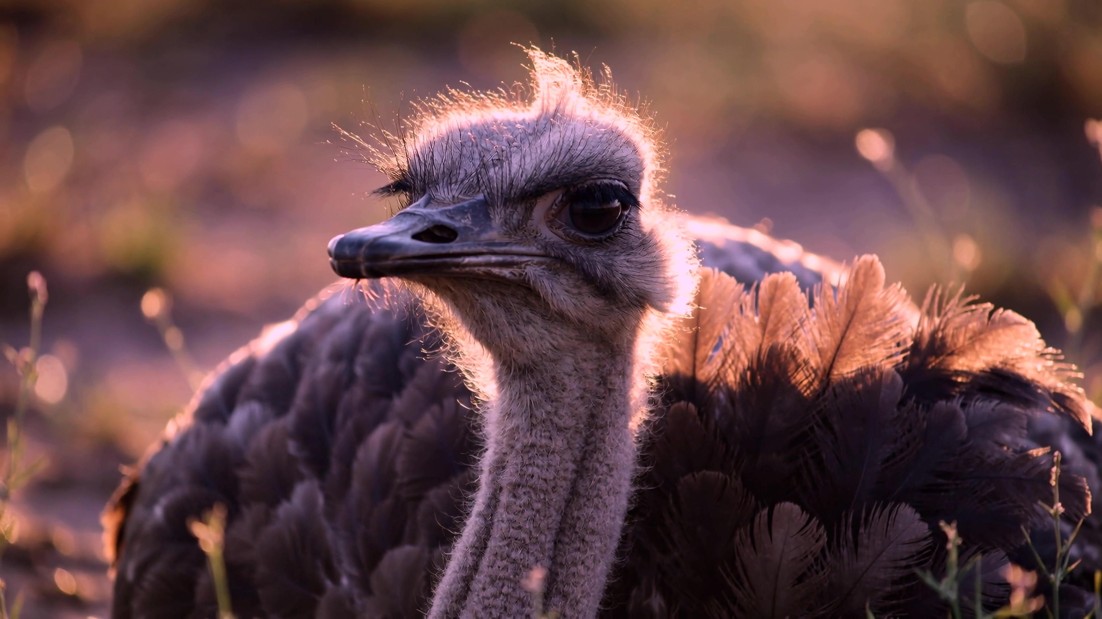 Ostrich resting in warm light during the late afternoon in a natural habitat