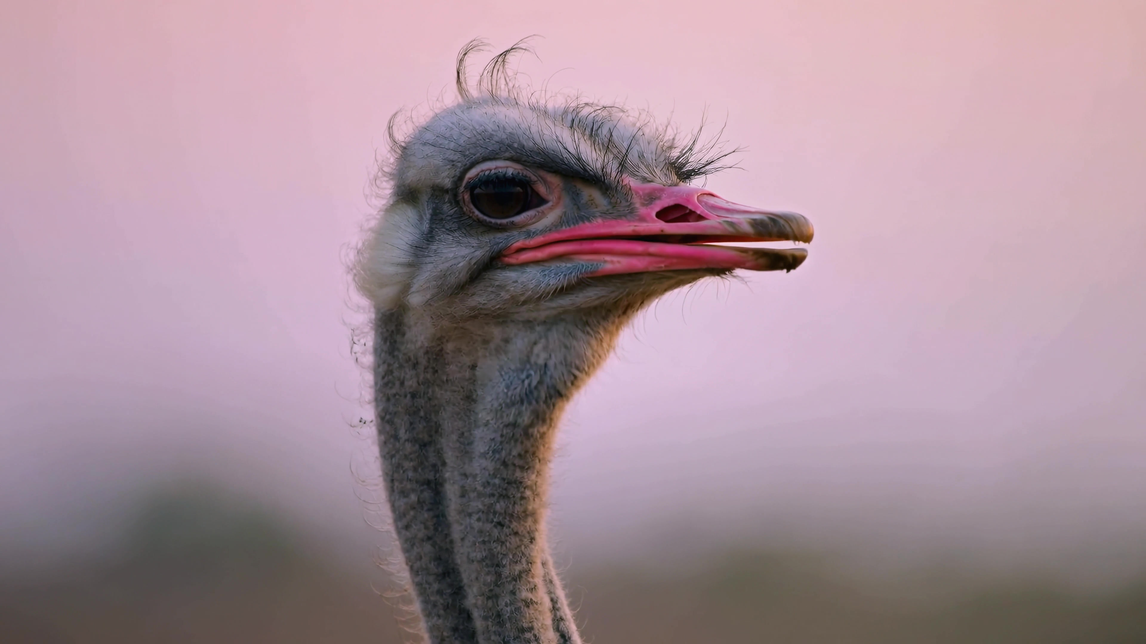Close-up view of an ostrich with a colorful sunset background in a natural setting