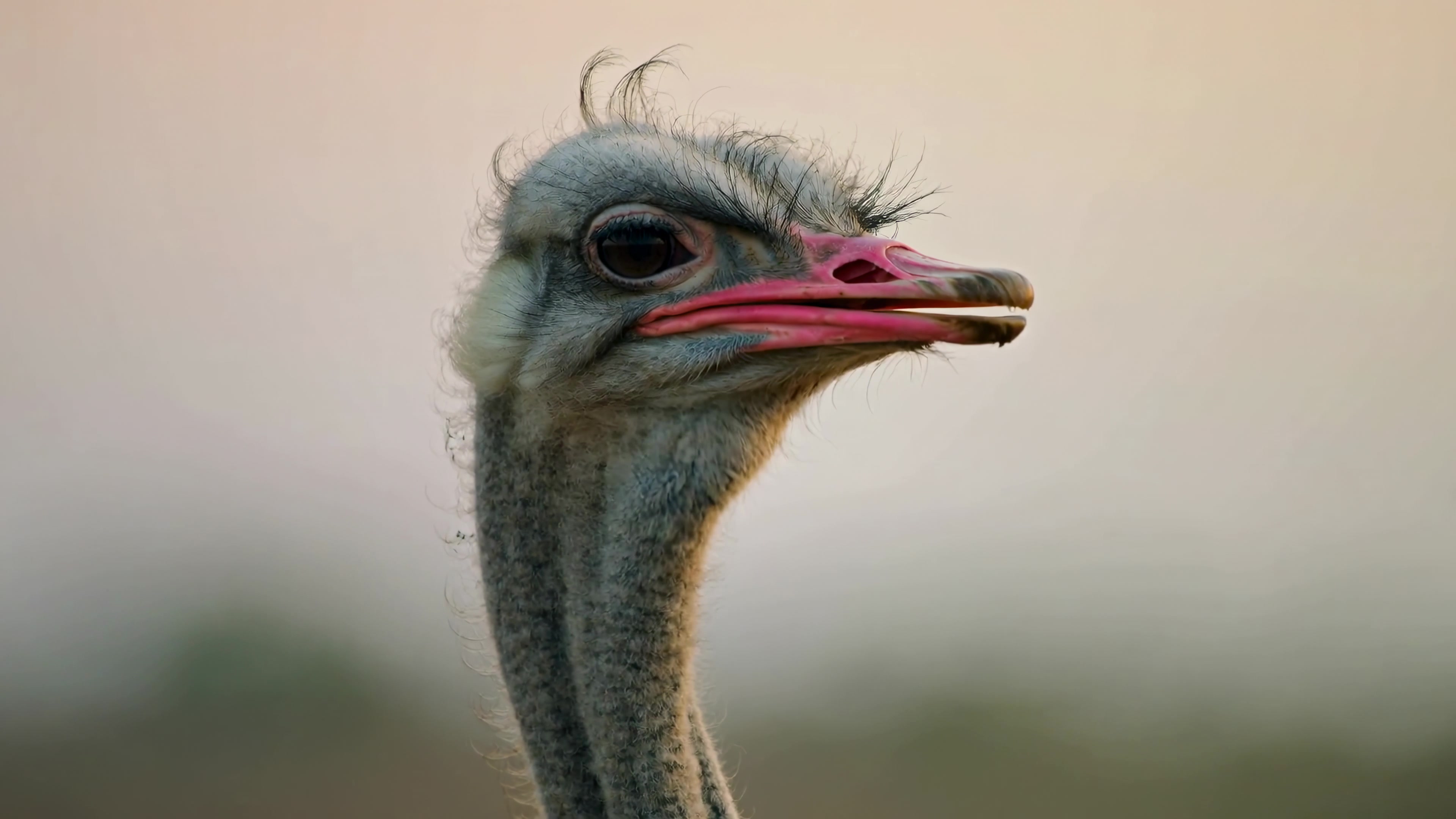 Close-up view of an ostrich in a natural setting during sunset at a wildlife park in Africa, showcasing its features and expression
