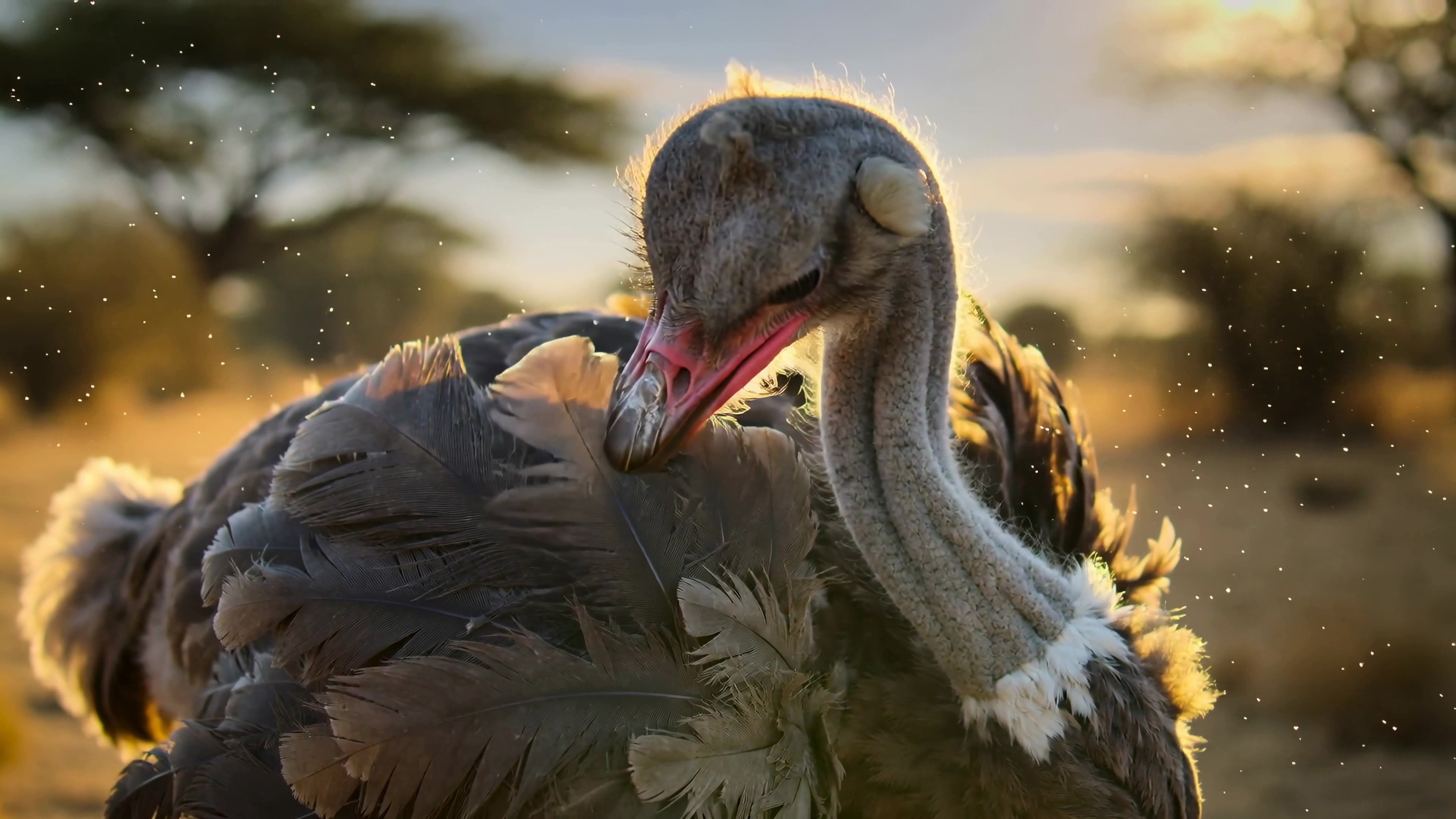 Ostrich preening its feathers in warm sunlight during early morning in an African landscape