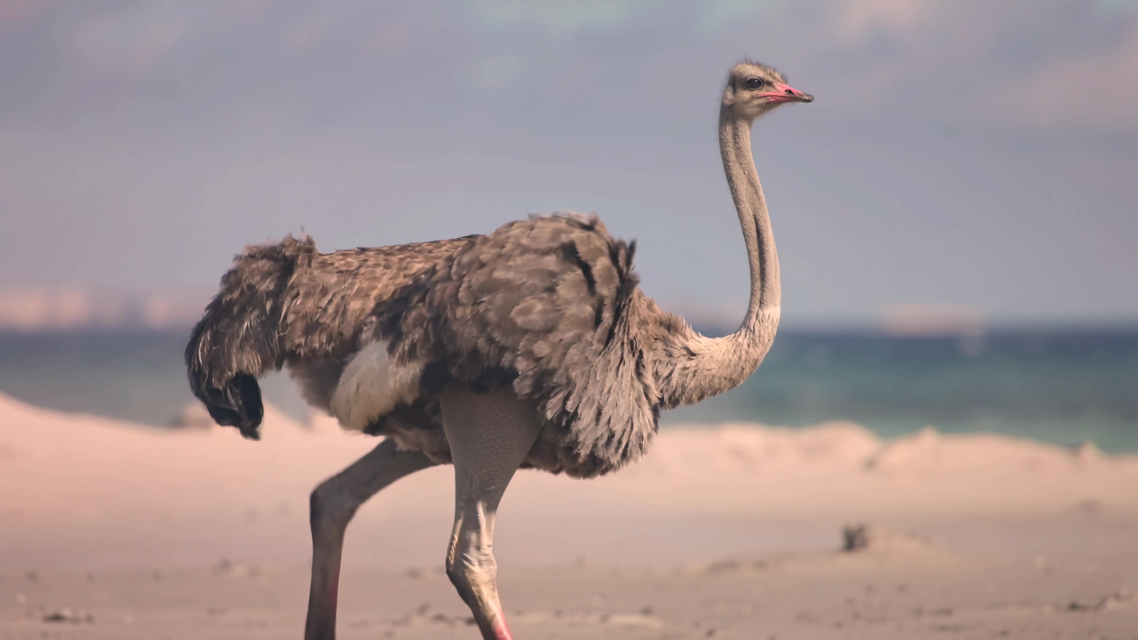 Ostrich walking along the sandy beach by the water during daylight in a sunny environment