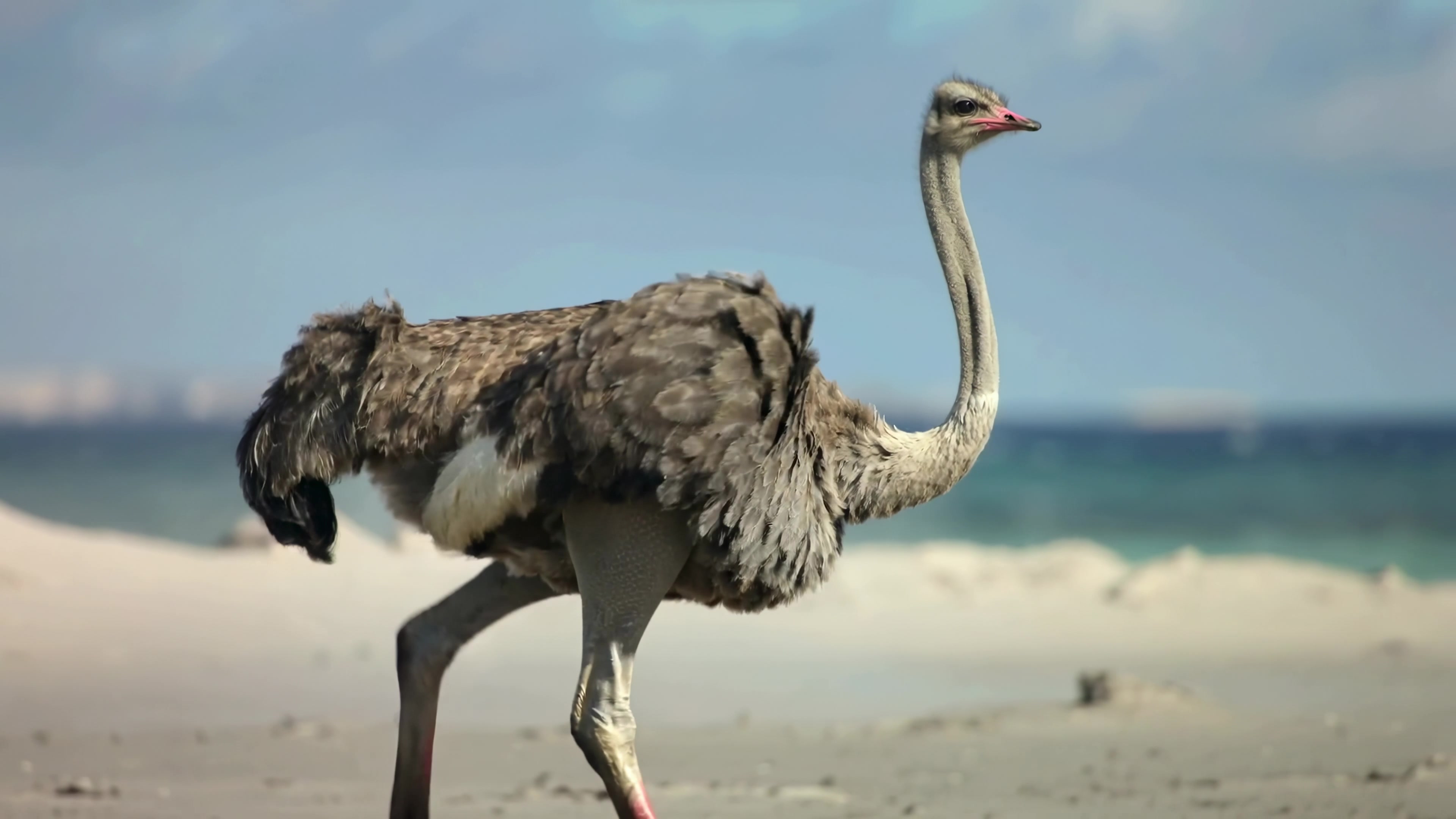 Large bird walking on sandy beach near ocean during daylight hours in a coastal area