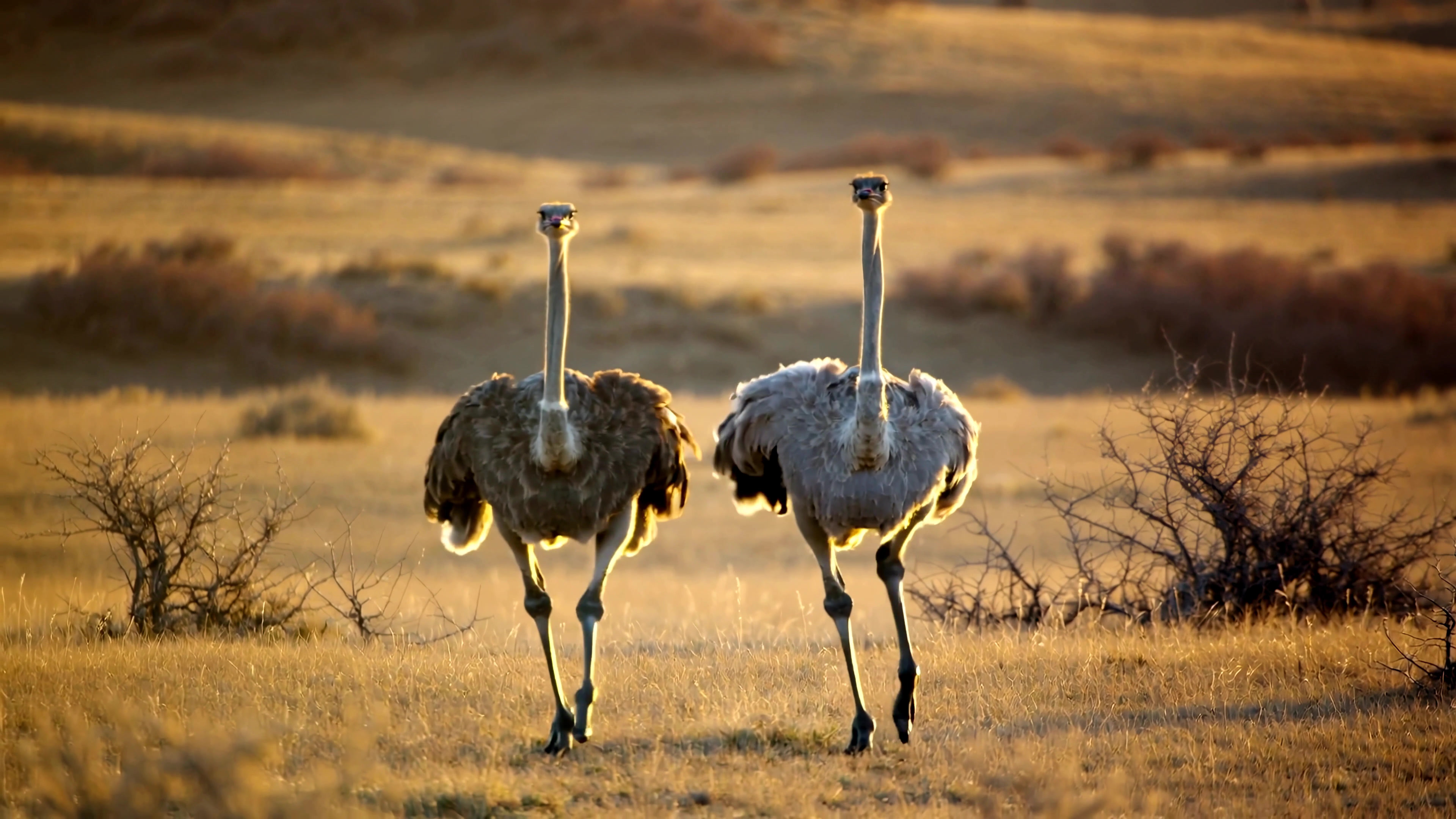 Two ostriches walk together in a sunlit landscape during the evening hours in a grassy field