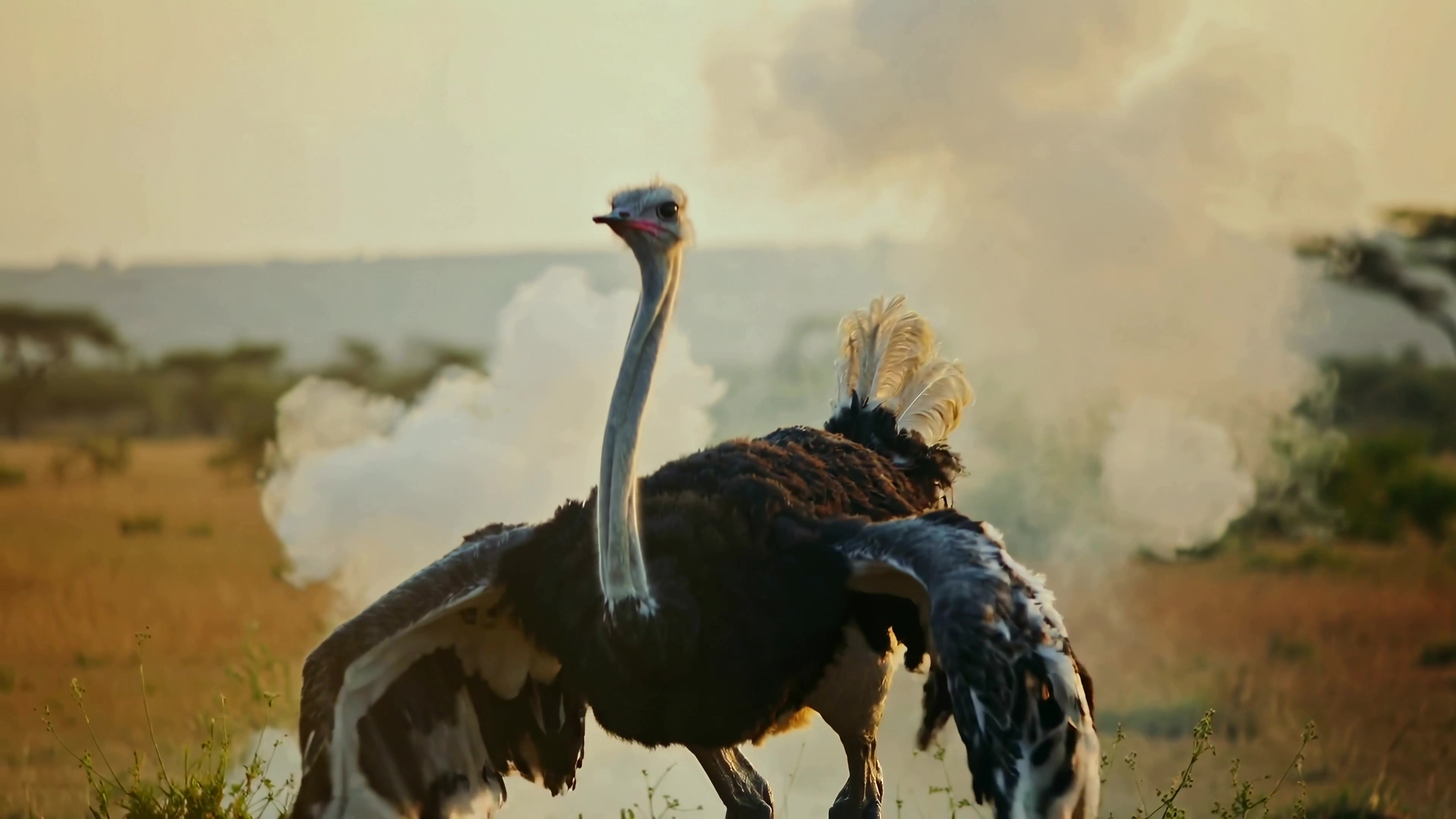 Ostrich flapping wings in the wild during sunset near a grassy area with soft background focus