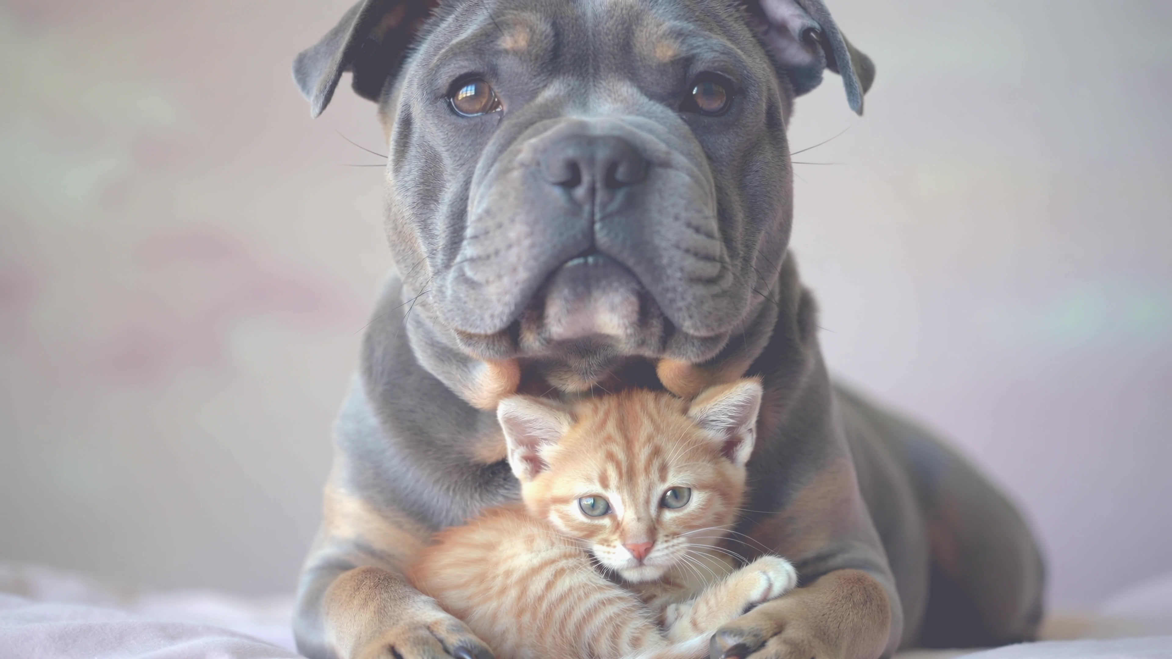 Dog and kitten play together in a cozy indoor setting during the day