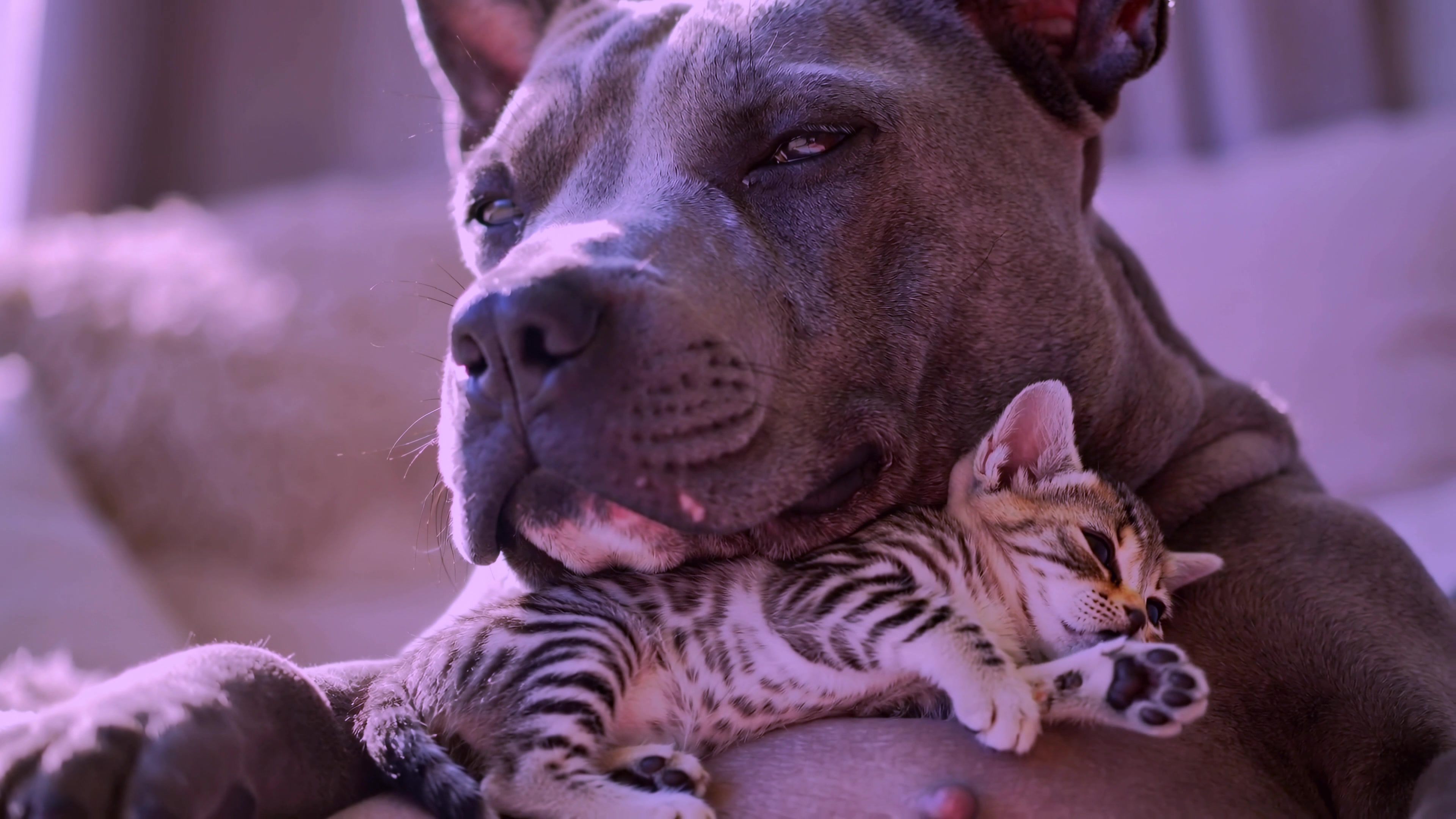 Dog and kitten share a moment of rest together in a cozy indoor space during daylight hours