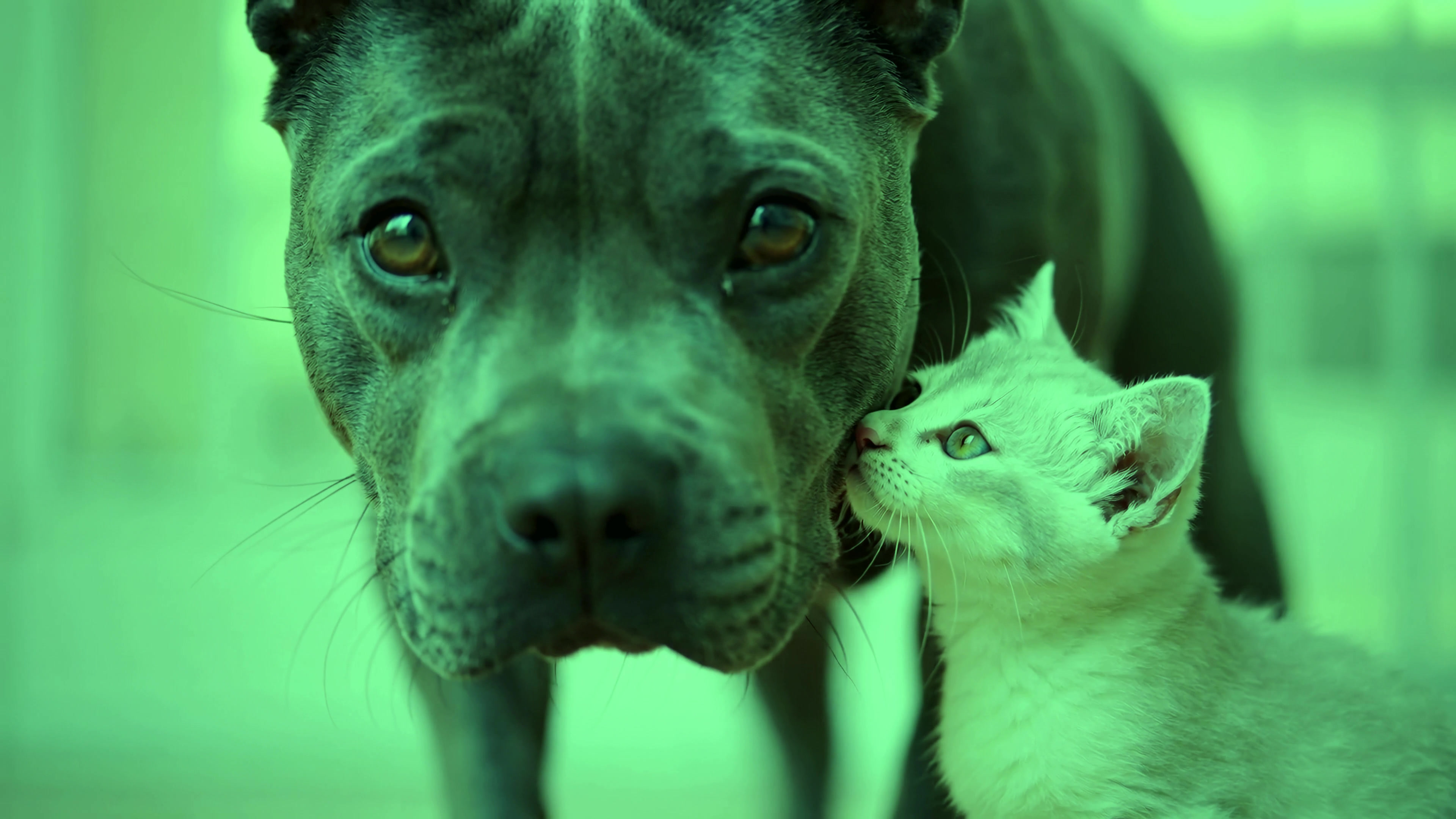 Dog and cat interact in close-up video taken indoors during the day